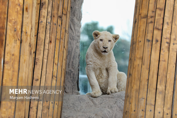 دو توله شیر آفریقایی از موالید نسل دوم دنا و هیر که سال ۹۸ از آفریقای جنوبی توسط یکی از باغ وحش های کشور و از مبادی قانونی وارد شدند،اکنون حدود ۹ ماه دارند و در باغ وحش ارم نگهداری می شوند. نام گذاری این توله ها طی فراخوانی که از ماه گذشته صورت گرفته بود، هفته جاری از بین نظرات و آرای مردم انجام میشود