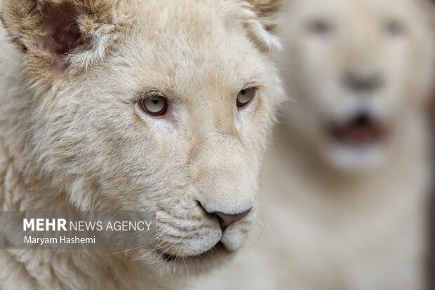 دو توله شیر آفریقایی از موالید نسل دوم دنا و هیر که سال ۹۸ از آفریقای جنوبی توسط یکی از باغ وحش های کشور و از مبادی قانونی وارد شدند،اکنون حدود ۹ ماه دارند و در باغ وحش ارم نگهداری می شوند. نام گذاری این توله ها طی فراخوانی که از ماه گذشته صورت گرفته بود، هفته جاری از بین نظرات و آرای مردم انجام میشود