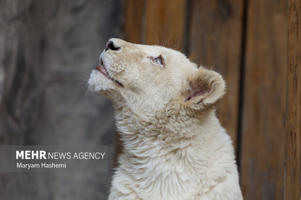 دو توله شیر آفریقایی از موالید نسل دوم دنا و هیر که سال ۹۸ از آفریقای جنوبی توسط یکی از باغ وحش های کشور و از مبادی قانونی وارد شدند،اکنون حدود ۹ ماه دارند و در باغ وحش ارم نگهداری می شوند. نام گذاری این توله ها طی فراخوانی که از ماه گذشته صورت گرفته بود، هفته جاری از بین نظرات و آرای مردم انجام میشود