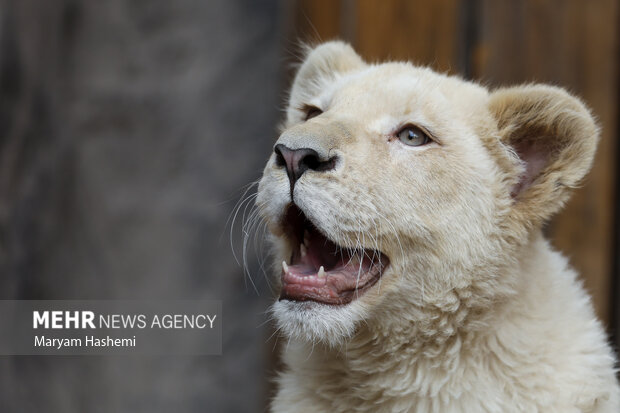 دو توله شیر آفریقایی از موالید نسل دوم دنا و هیر که سال ۹۸ از آفریقای جنوبی توسط یکی از باغ وحش های کشور و از مبادی قانونی وارد شدند،اکنون حدود ۹ ماه دارند و در باغ وحش ارم نگهداری می شوند. نام گذاری این توله ها طی فراخوانی که از ماه گذشته صورت گرفته بود، هفته جاری از بین نظرات و آرای مردم انجام میشود