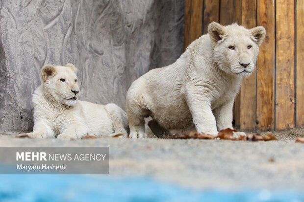 دو توله شیر آفریقایی از موالید نسل دوم دنا و هیر که سال ۹۸ از آفریقای جنوبی توسط یکی از باغ وحش های کشور و از مبادی قانونی وارد شدند،اکنون حدود ۹ ماه دارند و در باغ وحش ارم نگهداری می شوند. نام گذاری این توله ها طی فراخوانی که از ماه گذشته صورت گرفته بود، هفته جاری از بین نظرات و آرای مردم انجام میشود