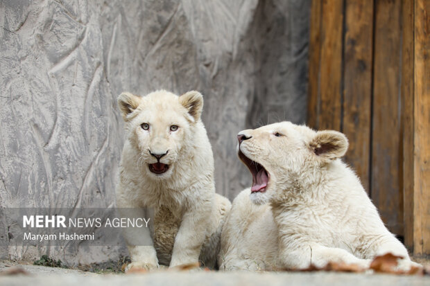 دو توله شیر آفریقایی از موالید نسل دوم دنا و هیر که سال ۹۸ از آفریقای جنوبی توسط یکی از باغ وحش های کشور و از مبادی قانونی وارد شدند،اکنون حدود ۹ ماه دارند و در باغ وحش ارم نگهداری می شوند. نام گذاری این توله ها طی فراخوانی که از ماه گذشته صورت گرفته بود، هفته جاری از بین نظرات و آرای مردم انجام میشود