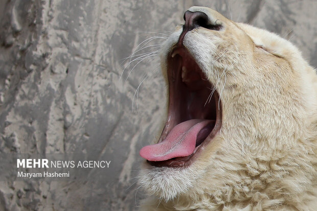 دو توله شیر آفریقایی از موالید نسل دوم دنا و هیر که سال ۹۸ از آفریقای جنوبی توسط یکی از باغ وحش های کشور و از مبادی قانونی وارد شدند،اکنون حدود ۹ ماه دارند و در باغ وحش ارم نگهداری می شوند. نام گذاری این توله ها طی فراخوانی که از ماه گذشته صورت گرفته بود، هفته جاری از بین نظرات و آرای مردم انجام میشود