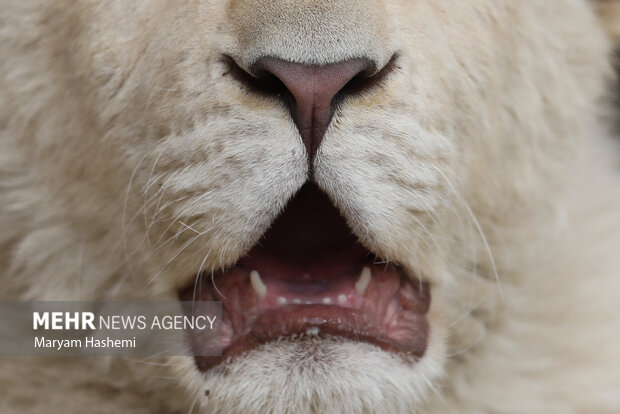 دو توله شیر آفریقایی از موالید نسل دوم دنا و هیر که سال ۹۸ از آفریقای جنوبی توسط یکی از باغ وحش های کشور و از مبادی قانونی وارد شدند،اکنون حدود ۹ ماه دارند و در باغ وحش ارم نگهداری می شوند. نام گذاری این توله ها طی فراخوانی که از ماه گذشته صورت گرفته بود، هفته جاری از بین نظرات و آرای مردم انجام میشود