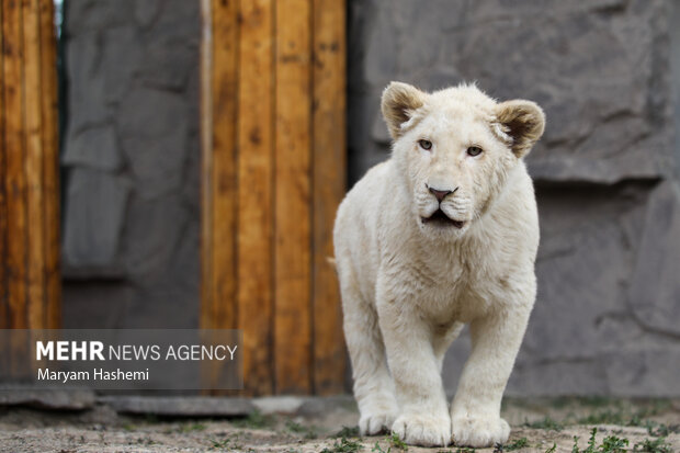 دو توله شیر آفریقایی از موالید نسل دوم دنا و هیر که سال ۹۸ از آفریقای جنوبی توسط یکی از باغ وحش های کشور و از مبادی قانونی وارد شدند،اکنون حدود ۹ ماه دارند و در باغ وحش ارم نگهداری می شوند. نام گذاری این توله ها طی فراخوانی که از ماه گذشته صورت گرفته بود، هفته جاری از بین نظرات و آرای مردم انجام میشود