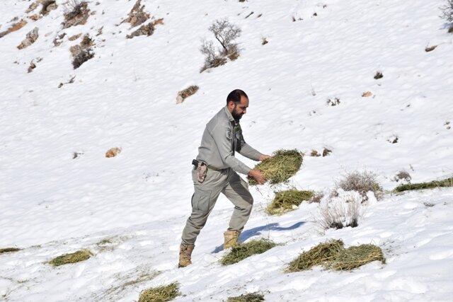 سختی و شیرینیهای کار محیطبانی؛ قلبهایی که برای مرال میتپد