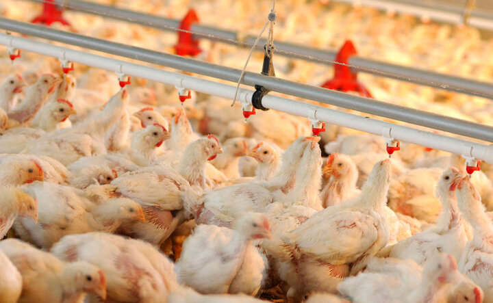 رشد ۲۲ درصدی تولید مرغ در واحدهای پرورش مرغ استان قزوین
