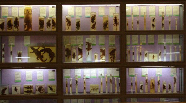 موزهای کامل از تاریخ طبیعت در همدان/از فسیل تا جنین انسان