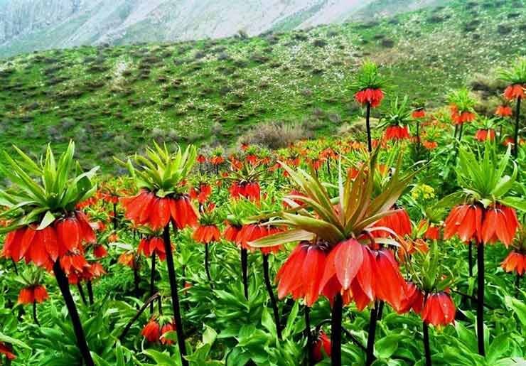 پای گردشگری در چهارمحال و بختیاری لنگ میزند