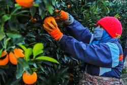 ذخیره پرتقال مازاد بر نیاز در سردخانه‌ها/صادرات پرتقال ادامه دارد