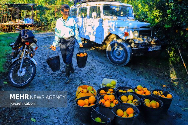 برداشت پرتقال در باغات گلستان