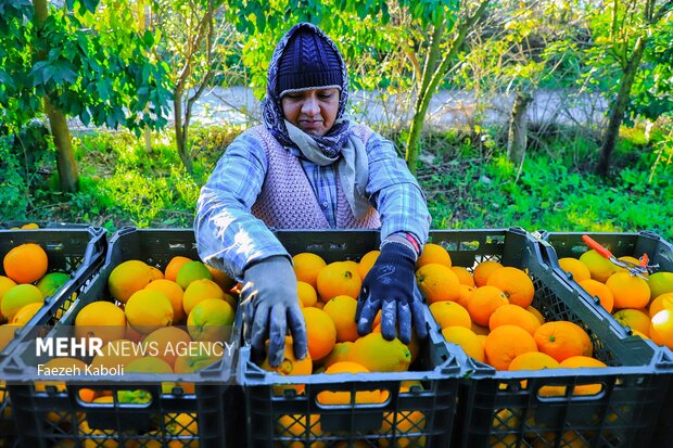 برداشت پرتقال در باغات گلستان