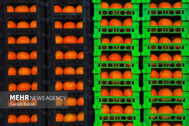 برداشت پرتقال در باغات گلستان