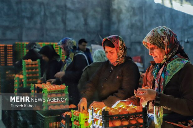 برداشت پرتقال در باغات گلستان