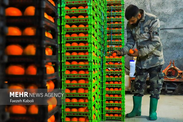 برداشت پرتقال در باغات گلستان