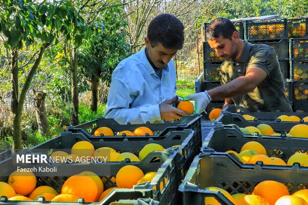 برداشت پرتقال در باغات گلستان