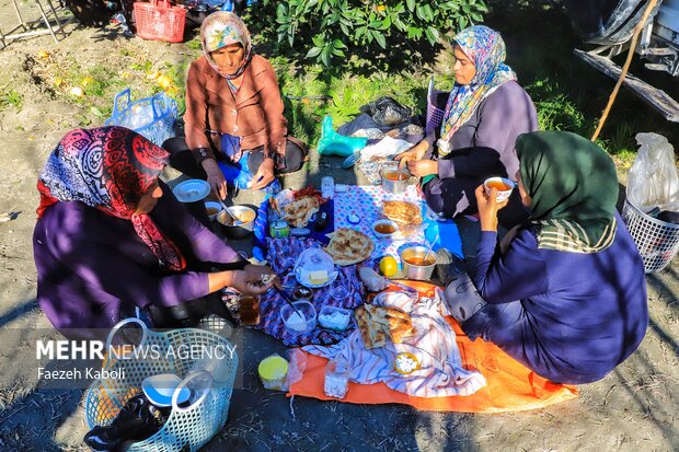 برداشت پرتقال در باغات گلستان