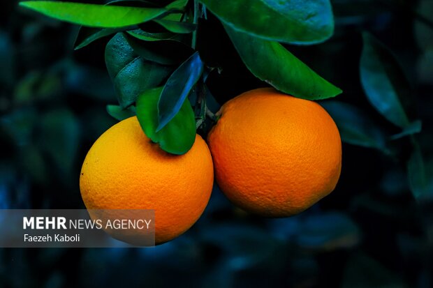 برداشت پرتقال در باغات گلستان