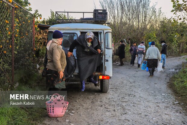 برداشت پرتقال در باغات گلستان