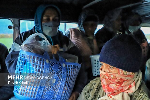 برداشت پرتقال در باغات گلستان
