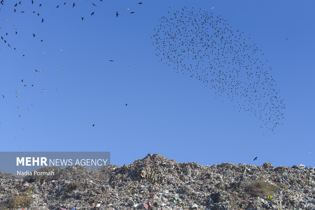زبالههایی که پرونده ساز شد؛ اعلام جرم علیه مدیریت سازمان پسماند شهرداری تهران