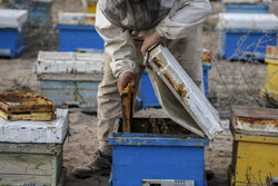تولید ۹۷۲ تن عسل در زنبورستان‌های استان قزوین