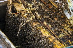 تاج الدینی: پایان سرشماری زنبورستان‌های شهرستان هوراند