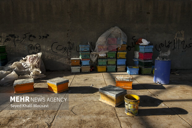 ییلاق و قشلاق زنبوری