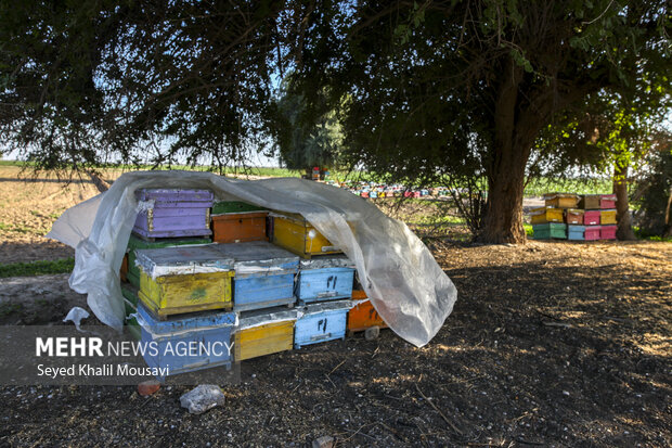 ییلاق و قشلاق زنبوری