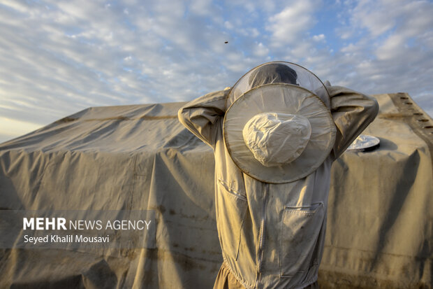 ییلاق و قشلاق زنبوری