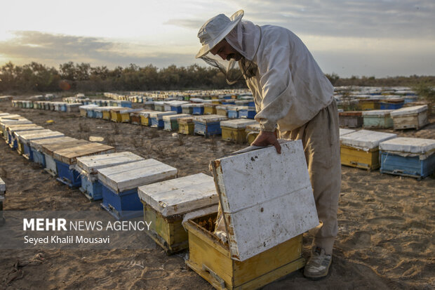 ییلاق و قشلاق زنبوری