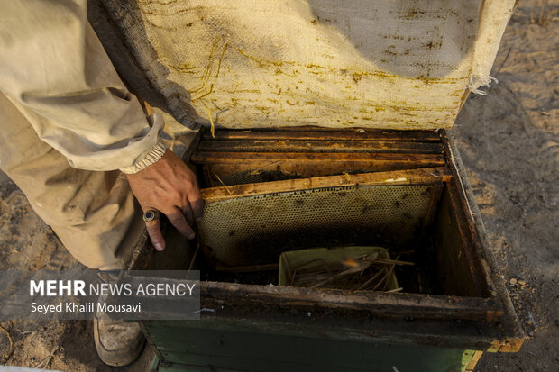 ییلاق و قشلاق زنبوری