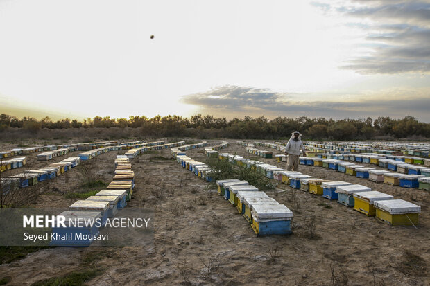 ییلاق و قشلاق زنبوری