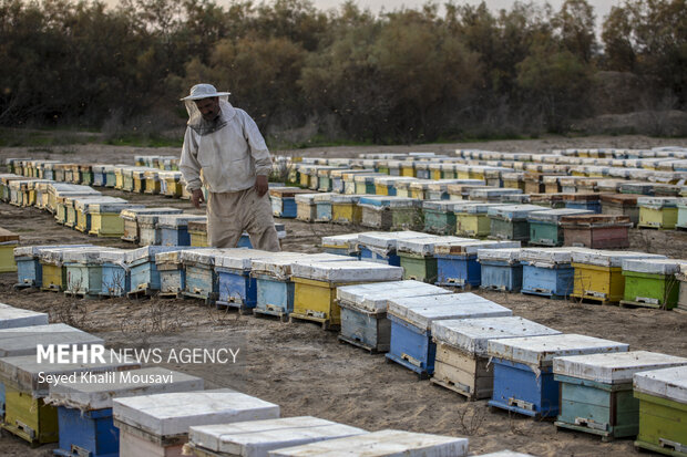 ییلاق و قشلاق زنبوری