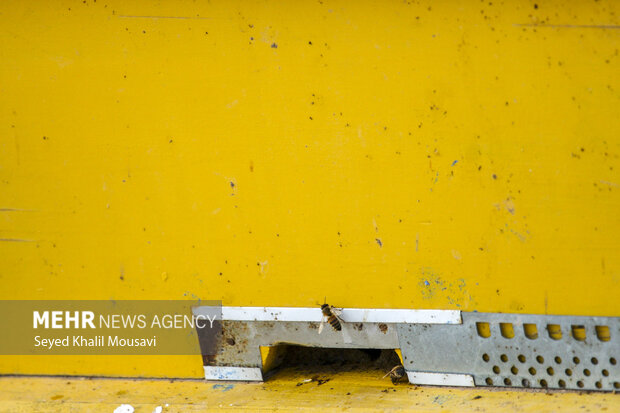 ییلاق و قشلاق زنبوری