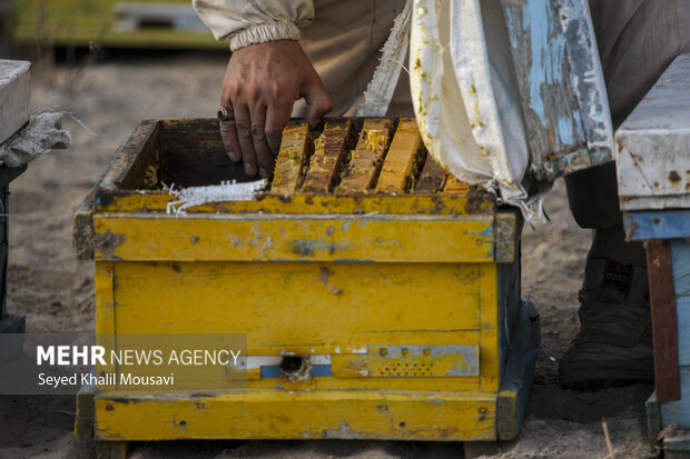 ییلاق و قشلاق زنبوری