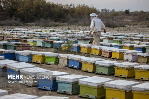 محصول کندوها فقط به عسل خلاصه نمیشود