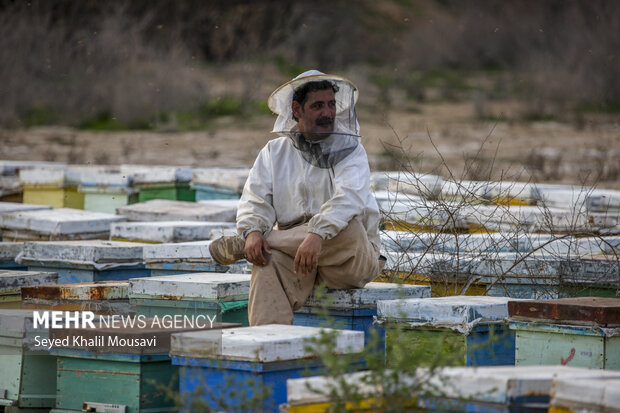 ییلاق و قشلاق زنبوری