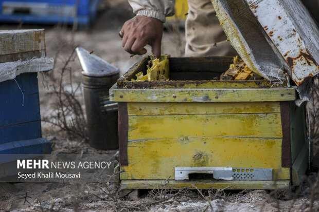 ییلاق و قشلاق زنبوری