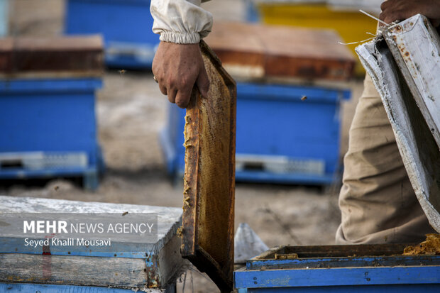 ییلاق و قشلاق زنبوری