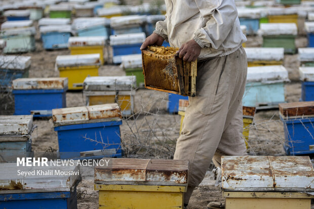 ییلاق و قشلاق زنبوری