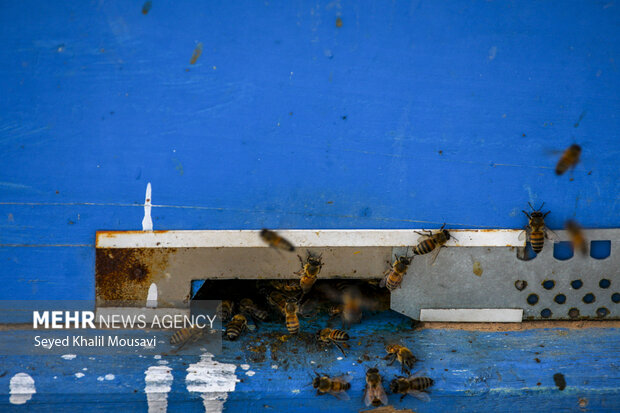 ییلاق و قشلاق زنبوری