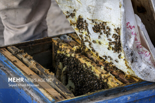 ییلاق و قشلاق زنبوری