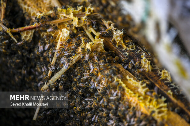 ییلاق و قشلاق زنبوری