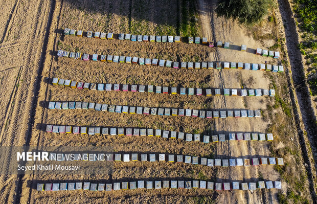 ییلاق و قشلاق زنبوری