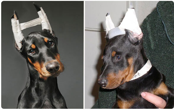 تبانی بلاگرهای ایسنتاگرامی و جراحان زیبایی