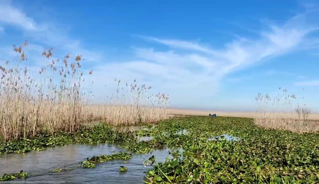 پاکسازی ۵۰ هکتار از منطقه سیاه کیشم با جمع آوری گیاه سنبل آبی پاکسازی ۵۰ هکتار از منطقه سیاه کیشم با جمع آوری گیاه سنبل آبی