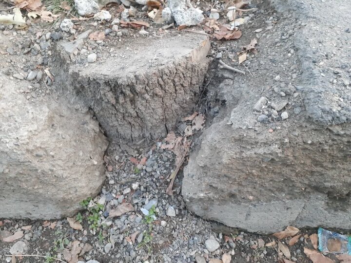 سرقت به چوب درختان رسید سرقت به چوب درختان رسید