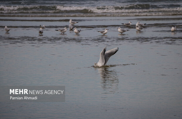 حوضه دریای خزر پربارانترین حوضه درجه یک کشور