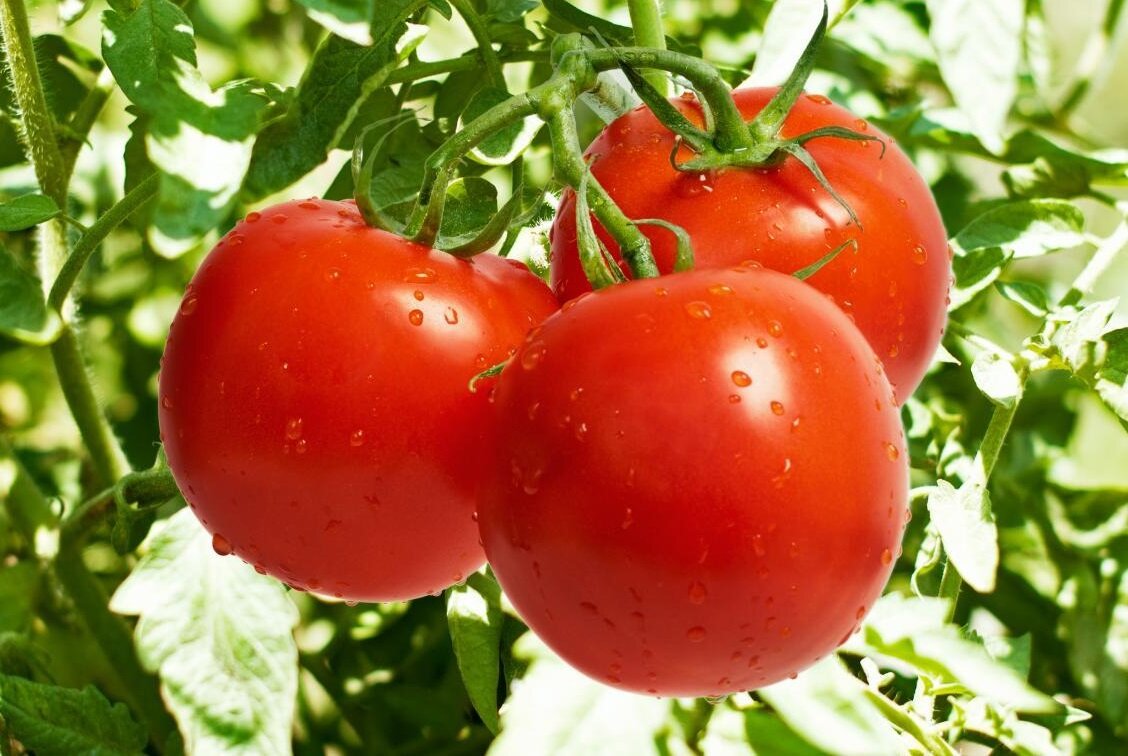 کاهش ریسک ابتلا به سرطان با مصرف روزانه ۲ عدد گوجه فرنگی